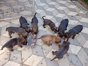 Ciobanesc Belgian Malinois - imagine 5