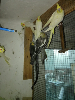 Vand perusi