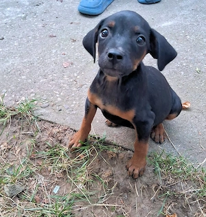 Catei Vizsla metis, 2 luni - imagine 3