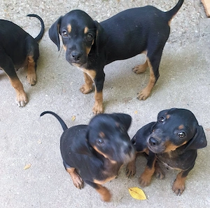 Catei Vizsla metis, 2 luni - imagine 4