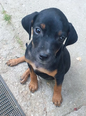 Catei Vizsla metis, 2 luni - imagine 5