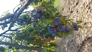 Vand prune tuleu gras plus arjian
