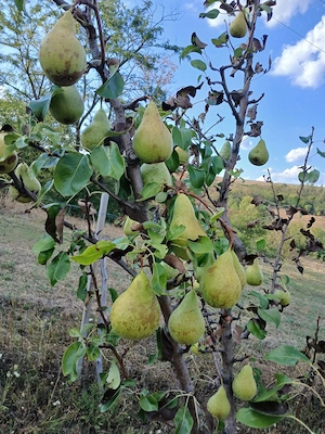 Vand pere cu pretul de 4 Lei Kg, in localitatea Mierag nr.66