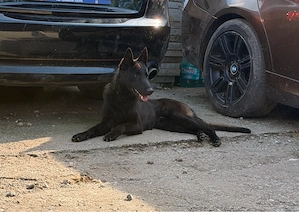De vânzare mascul Ciobănesc belgian Malinois, în vârstă de 11 luni.  Câinele este vaccinat, deparazi - imagine 2
