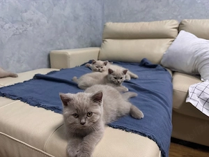 Pui pisica british shorthair lilac
