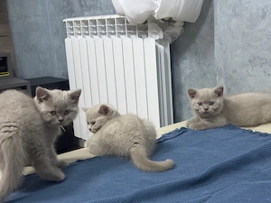 Pui pisica british shorthair lilac