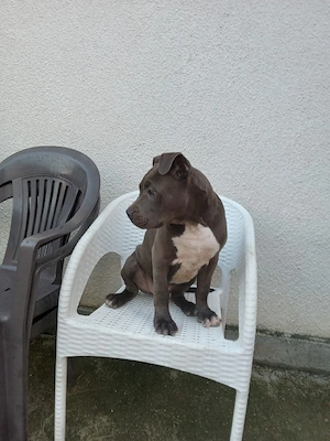 Pui Amstaff 3 luni - imagine 4