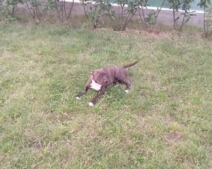 Pui Amstaff 3 luni - imagine 2