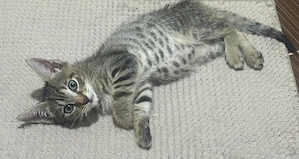 Donez pisicuta spre adoptie tare jucăușă si iubitoare