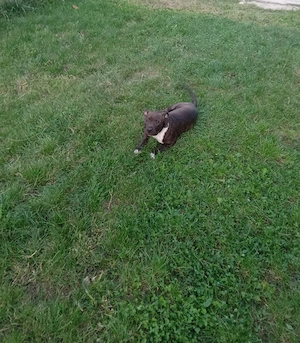 Pui Amstaff 3 luni