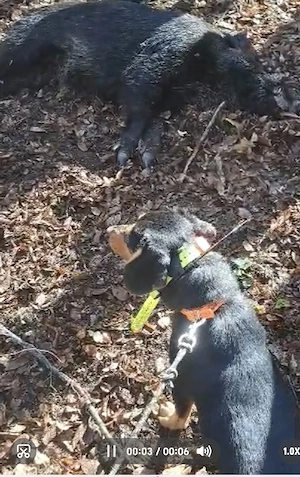 Câine de vânătoare copoi ardelenesc 