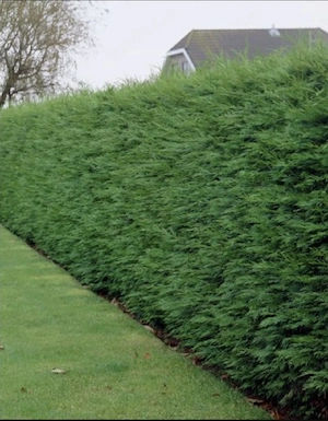 Tuia Leylandii 