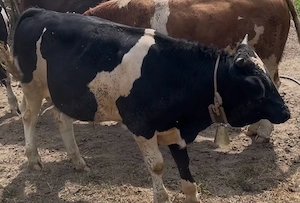 taur metis de angus 