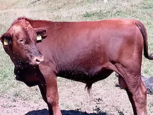 de vanzare angus 