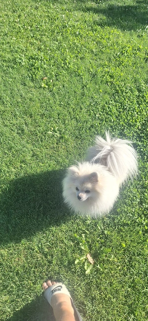 catel pomeranian  - imagine 3