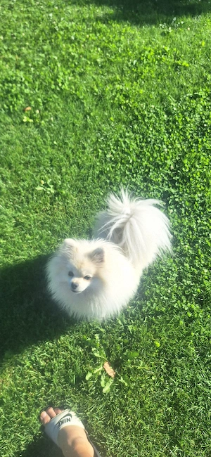 catel pomeranian 