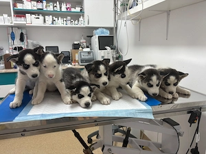  Pui Husky 2 luni vaccinați si gata de o nouă casă cu oamenii responsabili! - imagine 3