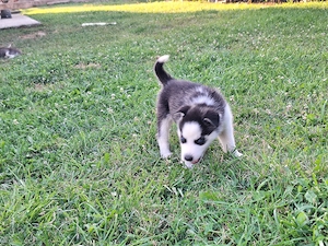  Pui Husky 2 luni vaccinați si gata de o nouă casă cu oamenii responsabili! - imagine 4