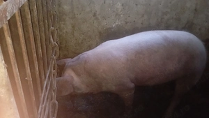 Scroafa gestanta în 6 saptamani++ duroc montata cu pietrean fără par!