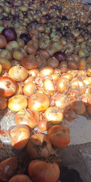 vand ceapă 