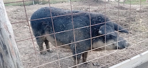 Vier mangalița burtă de randunica