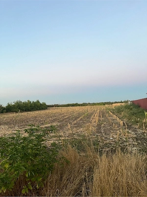 vand loc de casa intravilant in parhida 20 km dela oradea 2260 m patrat ieste asfalt apa pe retea cu - imagine 2