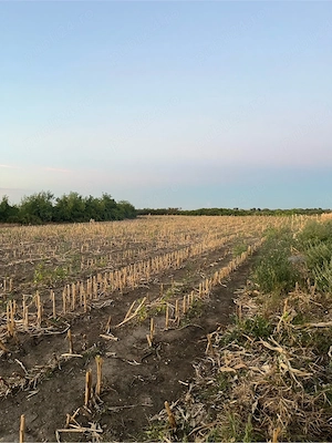 vand loc de casa intravilant in parhida 20 km dela oradea 2260 m patrat ieste asfalt apa pe retea cu - imagine 5
