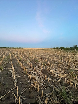vand loc de casa intravilant in parhida 20 km dela oradea 2260 m patrat ieste asfalt apa pe retea cu - imagine 3