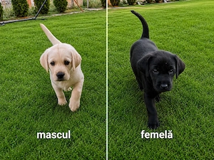 Catelusi Labrador