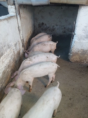 purcei disponibili 