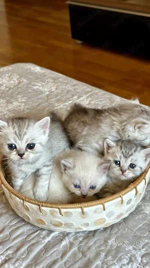 Pui rasa British Shorthair 