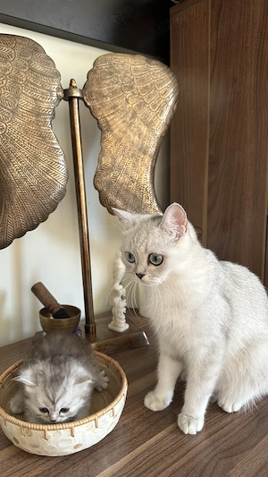 Pui rasa British Shorthair  - imagine 7