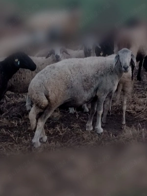 Vând 6 oii caracul de ținut , au lapte - imagine 5