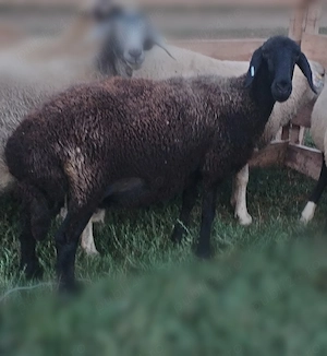 Vând 6 oii caracul de ținut , au lapte - imagine 4