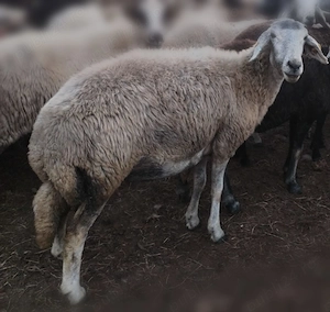 Vând 6 oii caracul de ținut , au lapte - imagine 2
