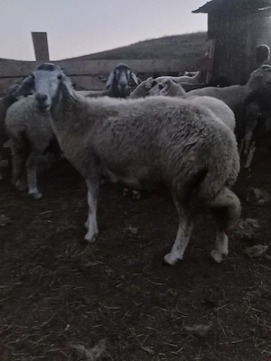 Vând 6 oii caracul de ținut , au lapte - imagine 3