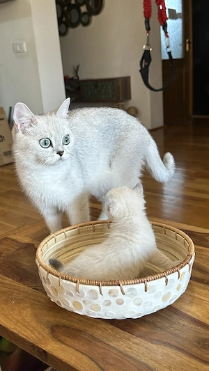 Pui rasa British Shorthair  - imagine 3