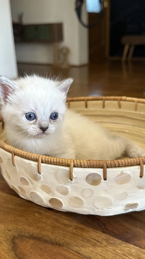Pui rasa British Shorthair  - imagine 2