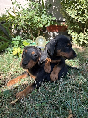 căței Jagdterrier   - imagine 2