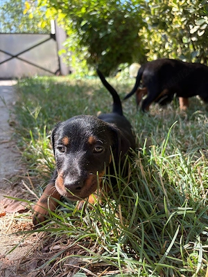 căței Jagdterrier  