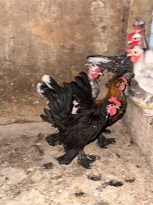 Cocoși pitici schimb   