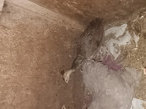 Pui de păun comuni, albaștrii  - imagine 2