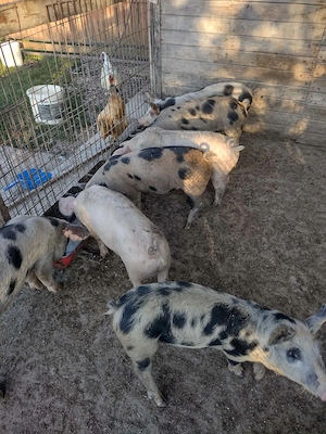Soldani de vanzare pret negociabil