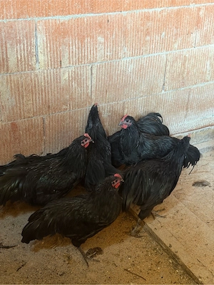 Cocoși australorp schimb    - imagine 5
