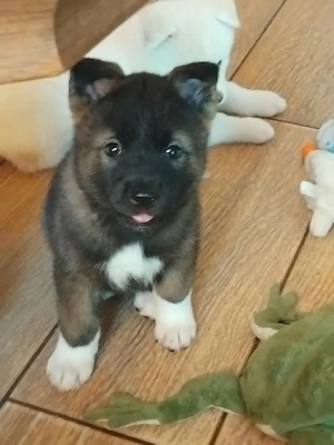 vănd căței akita inu - imagine 2
