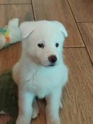 vănd căței akita inu