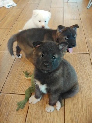 vănd căței akita inu - imagine 3