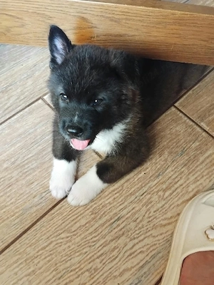 vănd căței akita inu - imagine 4