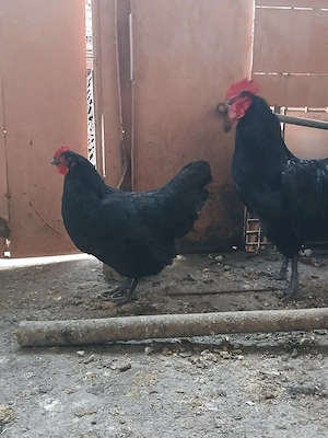 Vind o pereche găini Australorp negru . - imagine 2