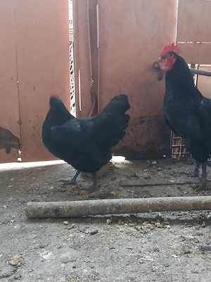 Vind o pereche găini Australorp negru . - imagine 3